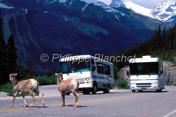 canada alberta 40.jpg - Mouflons sur les bords de routeOvis canadensisRocheuses canadiennesAlbertaCanada